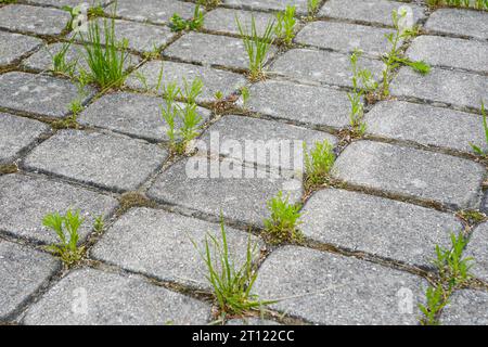 Weeds growing through pavers, weeds grows through the cobblestones Stock Photo