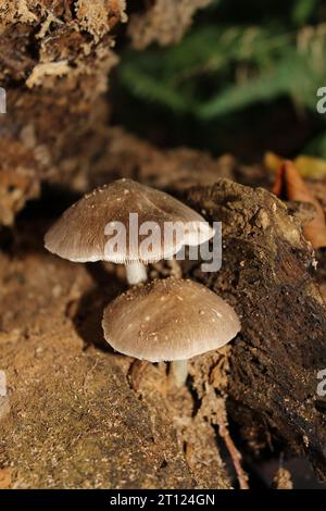 Velvet Shield Mushroom (Pluteus umbrosus) in British Woodland Stock Photo