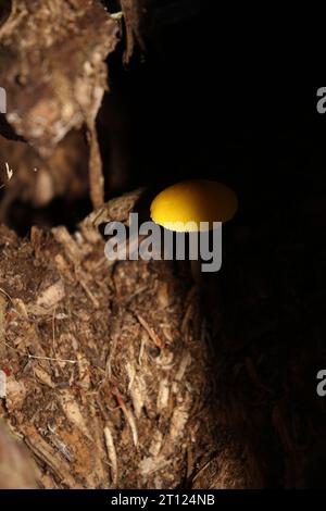 Yellow Shield Mushroom (Pluteus chrysophaeus) in British woods and shadow Stock Photo