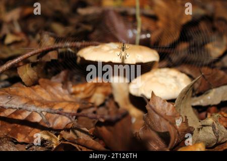 Spider in Web, in Front of Two Mushrooms Stock Photo