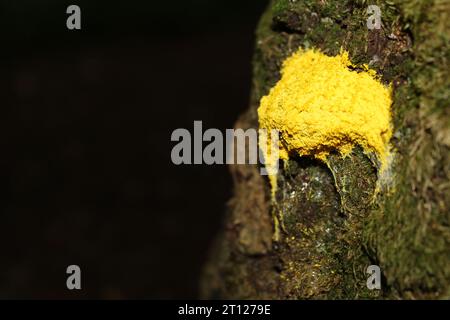 Dog Vomit/Scrambled Egg Slime Mould (Fuligo septica) on a tree Stock Photo