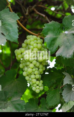Close up of grapes hanging on branch. Hanging grapes. Grape farming. Grapes farm. Tasty green grape bunches hanging on branch. Grapes. Stock Photo