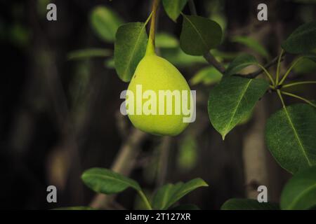 Close up of Pear Hanging on tree.Fresh juicy pears on pear tree branch.Organic pears in natural environment.Crop of pears in summer garden. Stock Photo