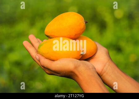 Capture of fresh riped mangoes isolated on hand.Ripen harvested mangoes ...