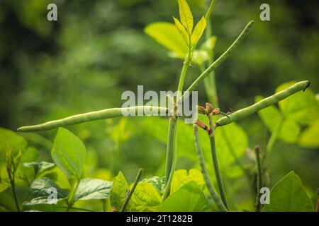 Close up of cowpeas pods on plant. Green pods of cowpeas Vegetable. Cowpeas. Cowpeas vegetable in farm. Healthy eating food. Proteinous food. With sel Stock Photo