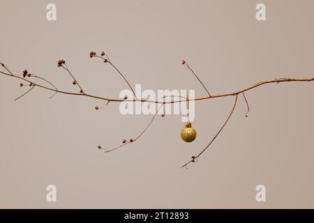 Goiânia, Goias, Brazil – October 09, 2023: A dry branch with a golden Christmas ball on a beige background. Christmas concept. Stock Photo