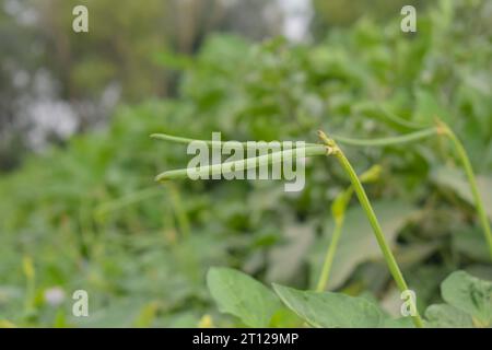 Close up of cowpeas pods on plant. Green pods of cowpeas Vegetable. Cowpeas. Cowpeas vegetable in farm. Healthy eating food. Proteinous food. With sel Stock Photo