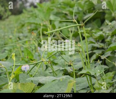 Close up of cowpeas pods on plant. Green pods of cowpeas Vegetable. Cowpeas. Cowpeas vegetable in farm. Healthy eating food. Proteinous food. With sel Stock Photo