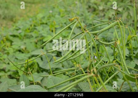 Close up of cowpeas pods on plant. Green pods of cowpeas Vegetable. Cowpeas. Cowpeas vegetable in farm. Healthy eating food. Proteinous food. With sel Stock Photo