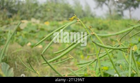 Close up of cowpeas pods on plant. Green pods of cowpeas Vegetable. Cowpeas. Cowpeas vegetable in farm. Healthy eating food. Proteinous food. With sel Stock Photo