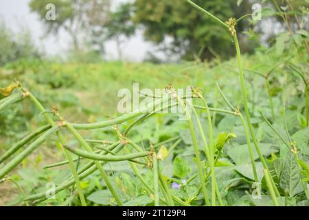 Close up of cowpeas pods on plant. Green pods of cowpeas Vegetable. Cowpeas. Cowpeas vegetable in farm. Healthy eating food. Proteinous food. With sel Stock Photo