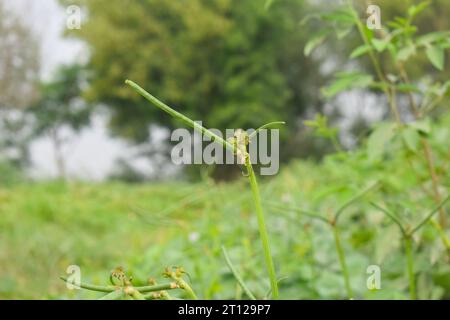 Close up of cowpeas pods on plant. Green pods of cowpeas Vegetable. Cowpeas. Cowpeas vegetable in farm. Healthy eating food. Proteinous food. With sel Stock Photo