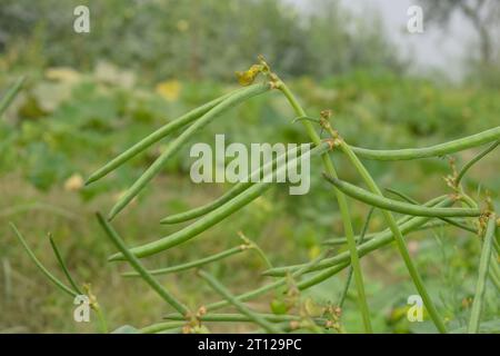 Close up of cowpeas pods on plant. Green pods of cowpeas Vegetable. Cowpeas. Cowpeas vegetable in farm. Healthy eating food. Proteinous food. With sel Stock Photo