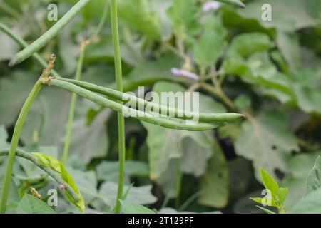 Close up of cowpeas pods on plant. Green pods of cowpeas Vegetable. Cowpeas. Cowpeas vegetable in farm. Healthy eating food. Proteinous food. With sel Stock Photo