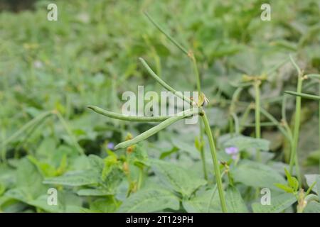 Close up of cowpeas pods on plant. Green pods of cowpeas Vegetable. Cowpeas. Cowpeas vegetable in farm. Healthy eating food. Proteinous food. With sel Stock Photo