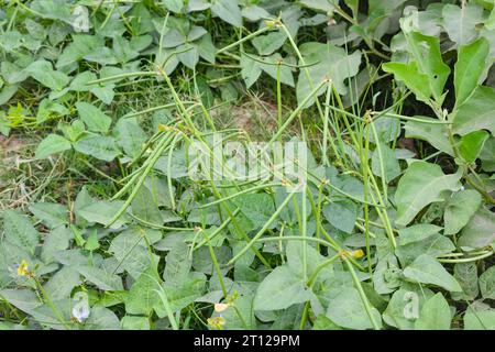 Close up of cowpeas pods on plant. Green pods of cowpeas Vegetable. Cowpeas. Cowpeas vegetable in farm. Healthy eating food. Proteinous food. With sel Stock Photo