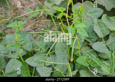 Close up of cowpeas pods on plant. Green pods of cowpeas Vegetable. Cowpeas. Cowpeas vegetable in farm. Healthy eating food. Proteinous food. With sel Stock Photo