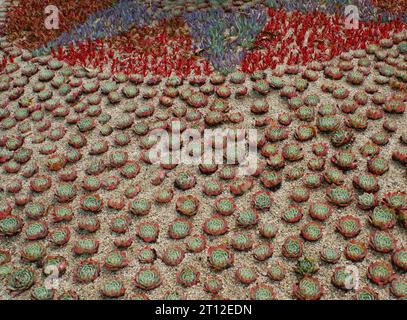 Lots of succulents in a sandy bed. Decorative plants in the garden. Stock Photo