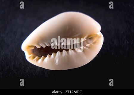 Very small white sea shells with a black background. Macro photography Stock Photo