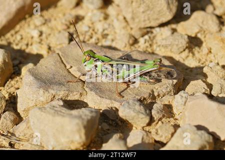Detailed closeup on the Mediterranean Handsome grasshopper, Oedaleus decorus sitting on the ground Stock Photo