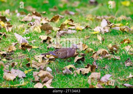 Mourning Doves are commonly known as turtle Doves Stock Photo