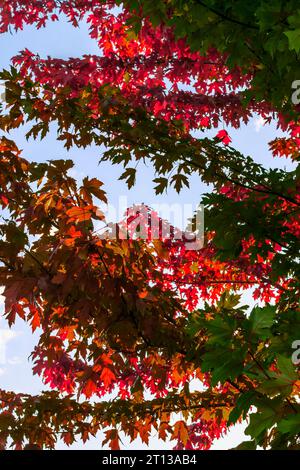 Vibrant Red and Green Maple Leaves Against Clear Sky, Ontario, Canada Stock Photo