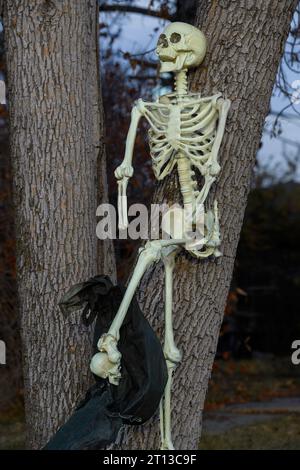 Halloween skeleton yard decorations Stock Photo