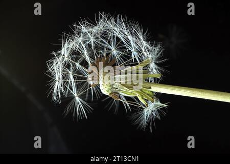dandelion seed head with partially lost seeds Stock Photo