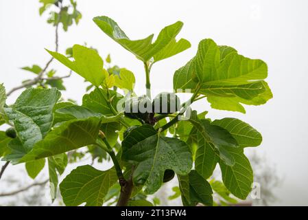 Figs on a Tree in Italy Stock Photo