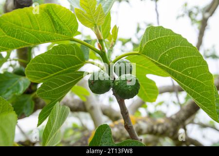Figs on a Tree in Italy Stock Photo