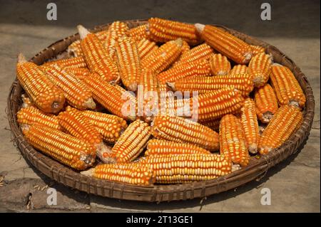 Corn cobs in wicker container, Indonesia Stock Photo