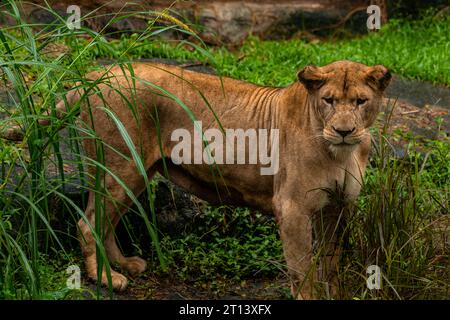 A portrait of a lioness standing in grass in a park in Africa. Concern on the face of a predator Stock Photo