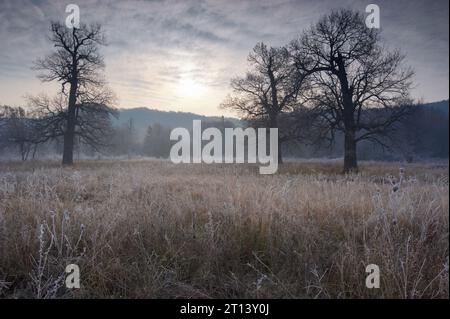 Spooky looking and very old oak tree in winter with no leaves, only just visible through thick fog. Stock Photo