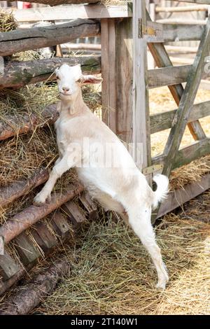 young goat stands on its hind legs and looks curiously at the camera Stock Photo