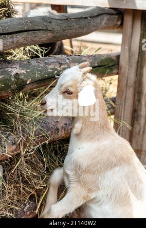 goat eats fresh hay, close-up of the head, portrait Stock Photo