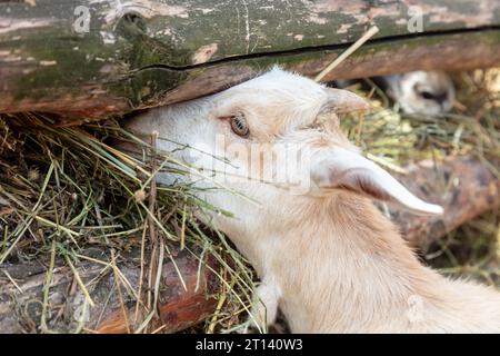 goat eats fresh hay, close-up of the head Stock Photo
