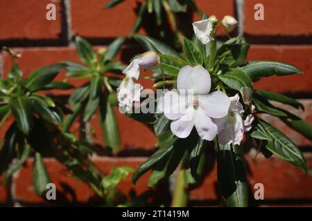Flower. Cute pink flower blooming against brick wall. Stock Photo