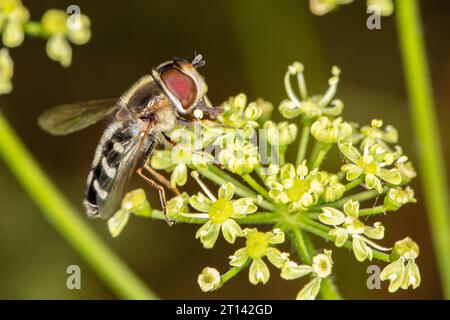 Syrphus ribesii is a very common Holarctic species of hoverfly, close up Stock Photo