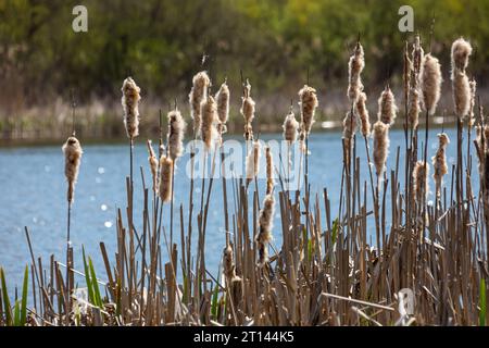 Cattails bulrush Typha latifolia beside river. Closeup of blooming cattails during early spring snowy background. Flowers and seed heads of fluffy cat Stock Photo