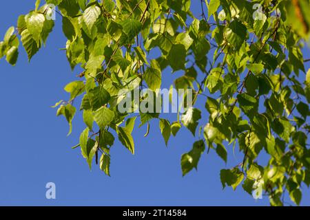 green spring leaves on a branch. birch leaves. birch branches, tree in the park, spring season. young leaves in nature. forest background, close-up. p Stock Photo