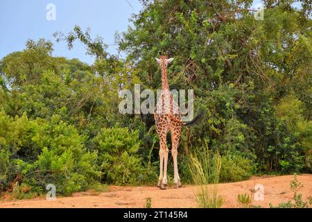 back side of a giraffe seen at the Murchison Falls National Park in Uganda, Africa Stock Photo