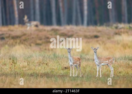 Two female Fallow Deers, Dama dama, at the rutting place Stock Photo