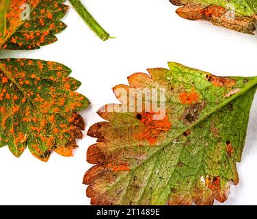 Plant leaf covered in fungal disease known as rust Stock Photo