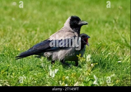 Hooded crow (Corvus cornix) with young bird in a green meadow in summer Stock Photo