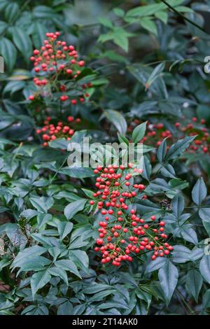 Nandina domestica, heavenly bamboo, Chinese sacred bamboo, sacred bamboo, red berries in winter Stock Photo