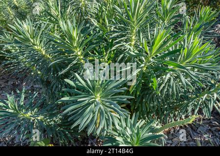 Closeup view of euphorbia characias plant aka mediterranean spurge or albanian spurge in bright sunlight Stock Photo