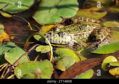 Marsh frog Rana ridibunda, Autumn UK green with dark blotches pointed face resting on lily pads of similar colours landscape format some copy space Stock Photo