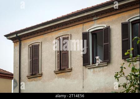 Guard Dog looking out of Window, Italy Stock Photo