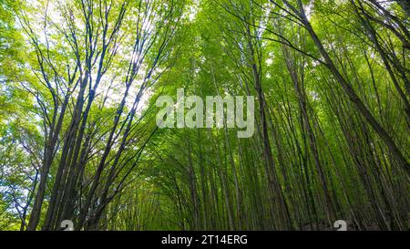 Carbon net zero concept background. Lush green forest. Forest background photo. Stock Photo