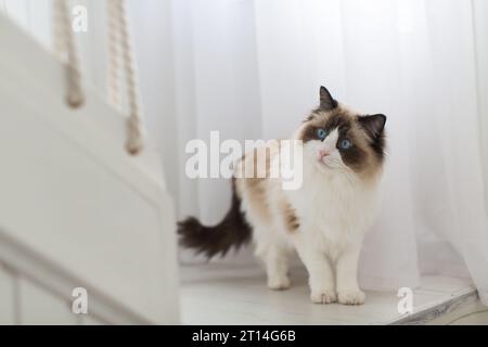 Beautiful young white purebred Ragdoll cat with blue eyes, at home. Stock Photo